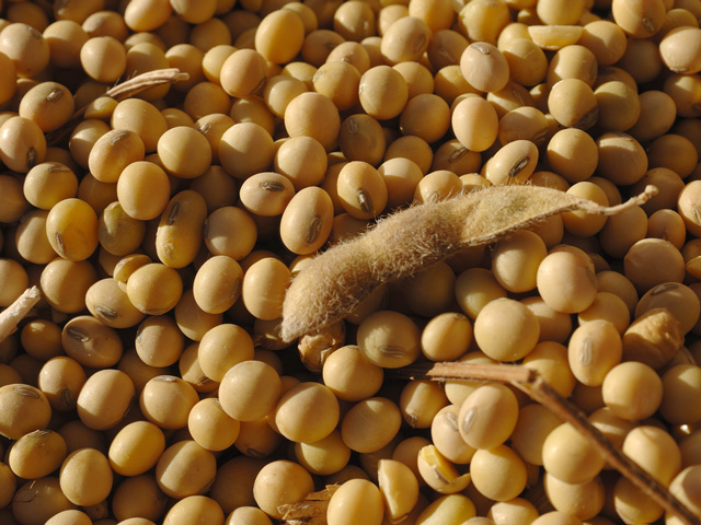 Between companies and universities, growers will have their choice of three high-oleic soybean traits in the near future. (DTN photo by Jim Patrico)